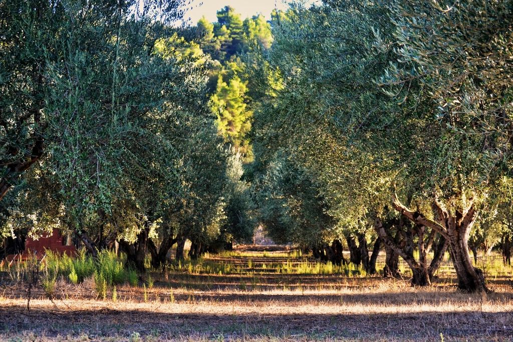 بستان أشجار زيتون